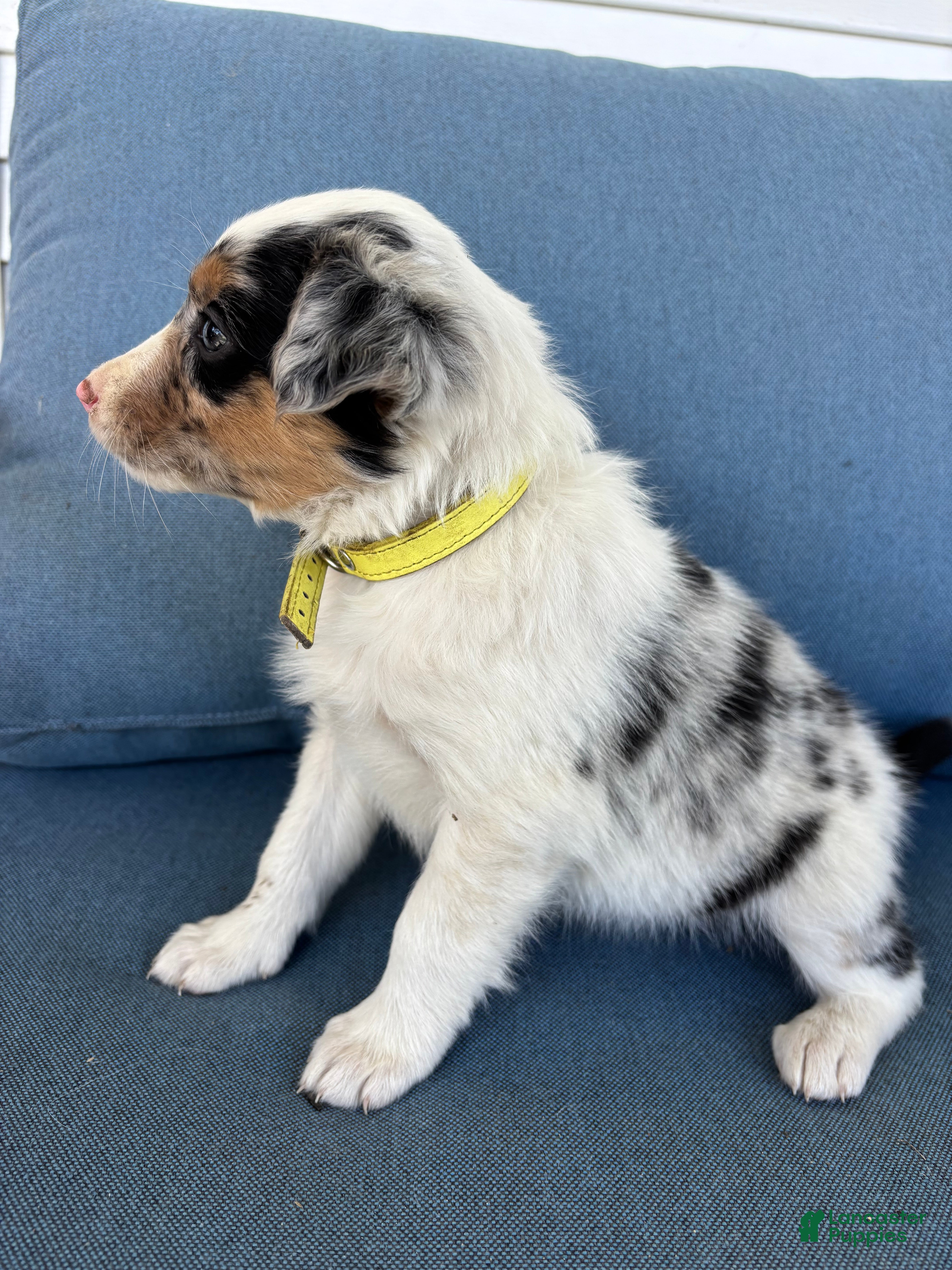 Mixed Breed dogs Harper - Ad 1