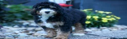 Mini Bernedoodle dogs for sale: Yandel 🦴 - Ad 1