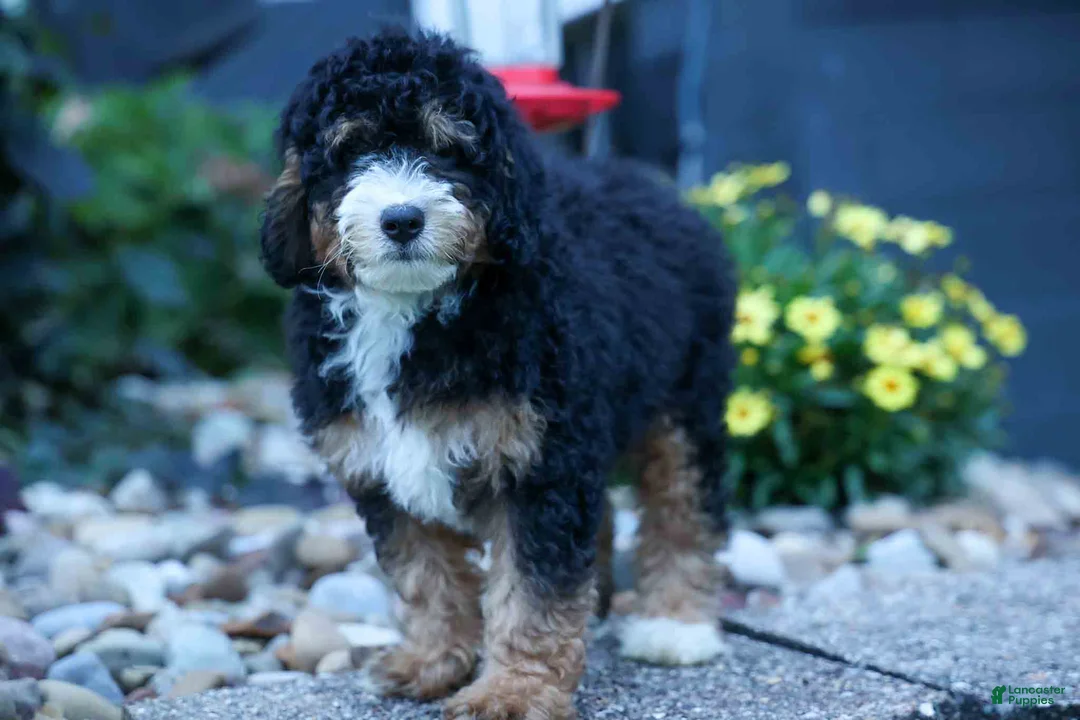 Mini Bernedoodle dogs for sale: Yandel 🦴 - Ad 1