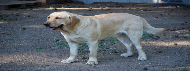 Big Guy