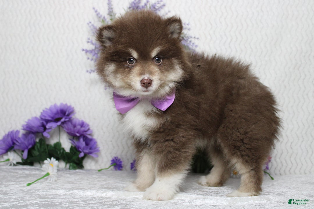 Pomsky dogs for sale: Duey  - Ad 6