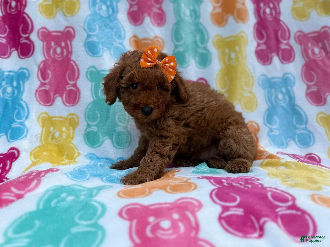 Cavapoo dogs for sale: Ansley - Ad 2