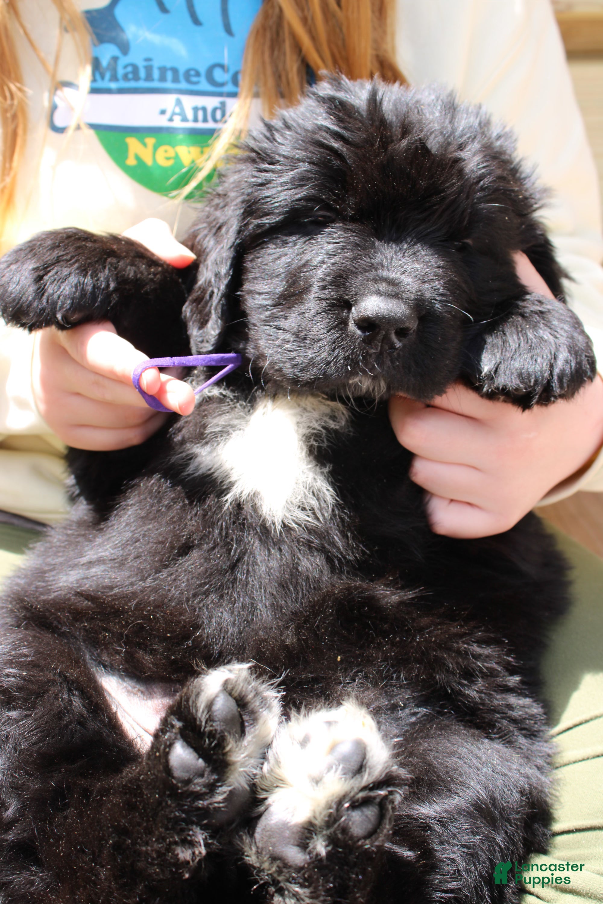 Newfoundland dogs Roly Poly - Ad 1