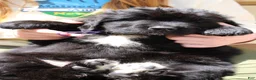 Newfoundland dogs for sale: Roly Poly - Ad 1