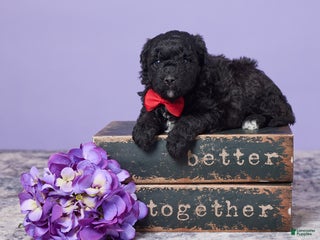 Mini Goldendoodle dogs - Ad 23