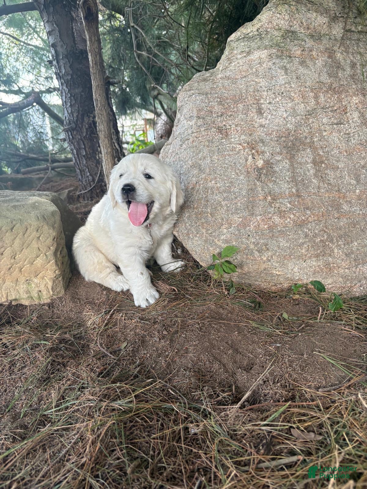 Golden Retriever dogs Otto - Ad 2
