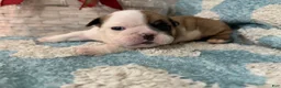 English Bulldog dogs for sale: English Bulldog Puppy 4 - Ad 2