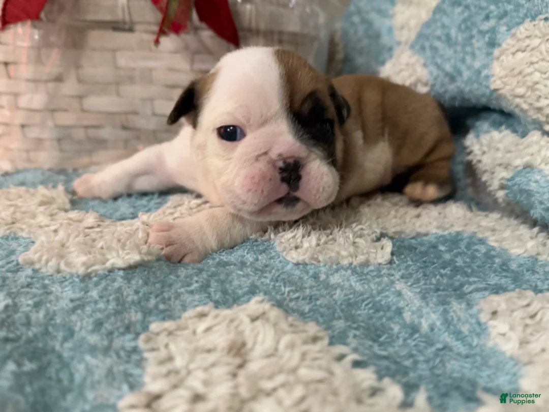 English Bulldog dogs for sale: English Bulldog Puppy 4 - Ad 2