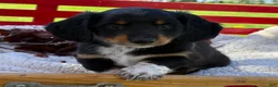 Miniature Dachshund dogs for sale: Baxter - Ad 7