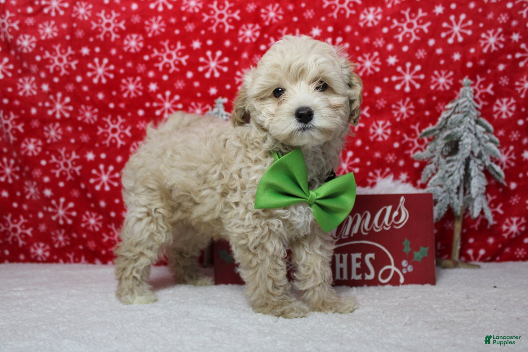 Havapoo dogs for sale: Waltz - Ad 3