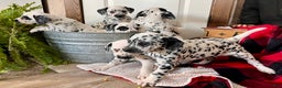 Dalmatian dogs for sale: SPOT❤️🐾AKC Hip cert🐾Christmas Ready❤️610-932-1112 - Ad 4