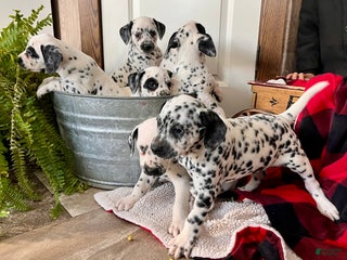 Dalmatian dogs SPOT❤️🐾AKC Hip cert🐾Christmas Ready❤️610-932-1112 - Ad 8
