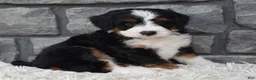 Mini Bernedoodle dogs for sale: Callie  - Ad 4