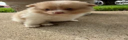 Pomeranian dogs for sale: Andy - Ad 17
