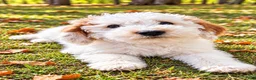 Mini Goldendoodle dogs for sale: Mini Goldendoodle male puppy - Ad 3