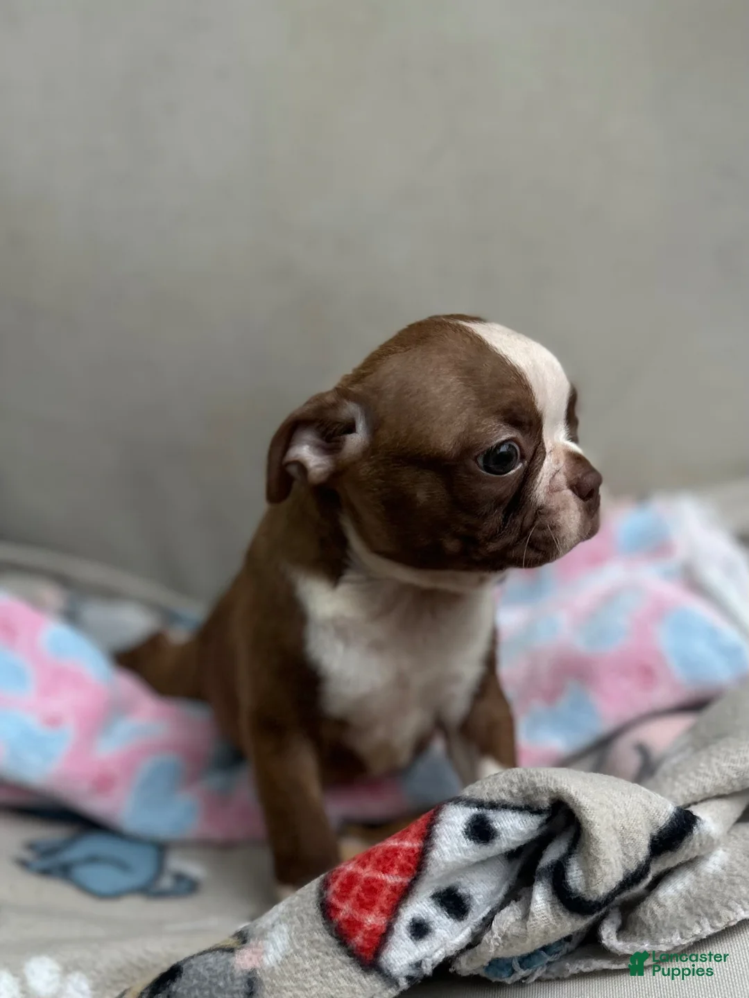 Boston Terrier dogs for sale: Boston Terrier Puppy 4 - Ad 1