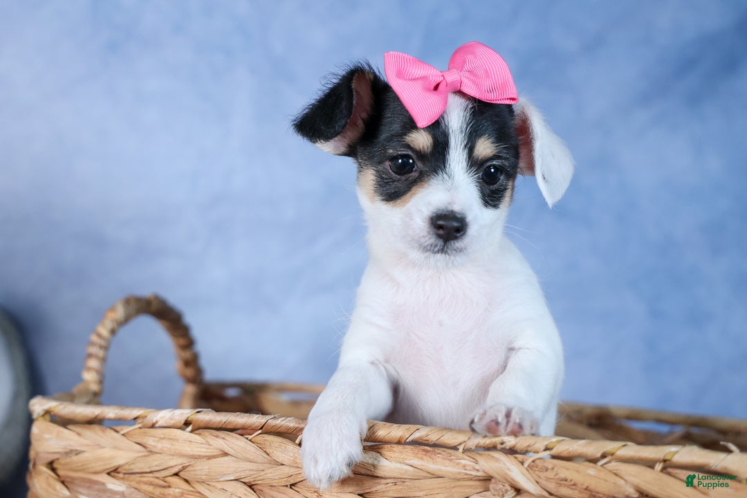 Chipoo dogs for sale: Kisses - Ad 3