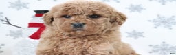 Mini Goldendoodle dogs for sale: Twila - Ad 3