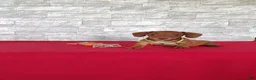 Miniature Dachshund dogs for sale: Sally - Ad 3