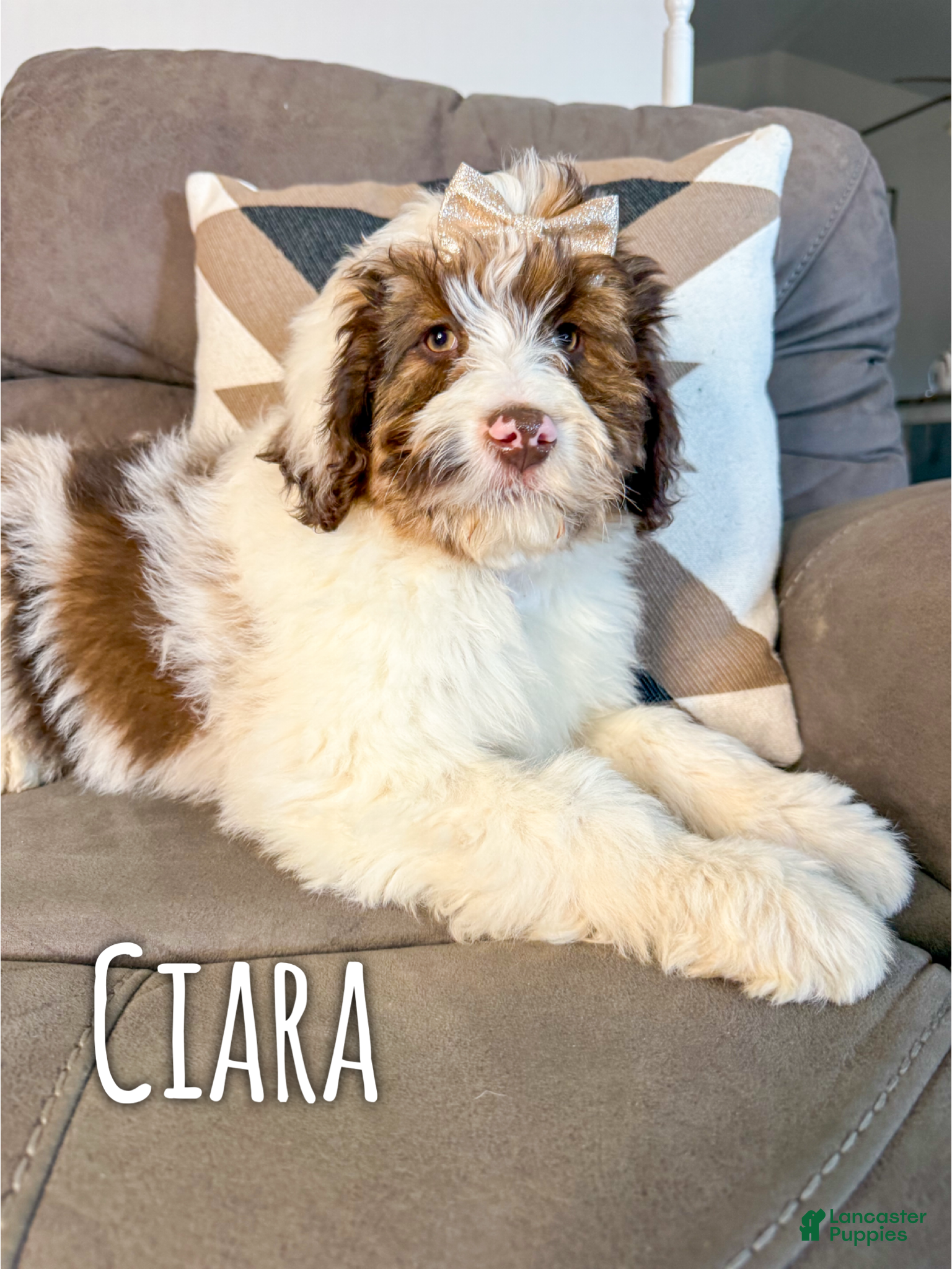 Aussiedoodle dogs Ciara - Standard F1 - Ad 26