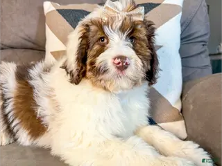 Aussiedoodle dogs Ciara - Standard F1 - Ad 26