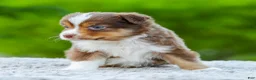 Miniature Australian Shepherd dogs for sale: Digger - Ad 5
