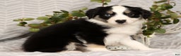 Miniature Australian Shepherd dogs for sale: Jenny - Ad 5