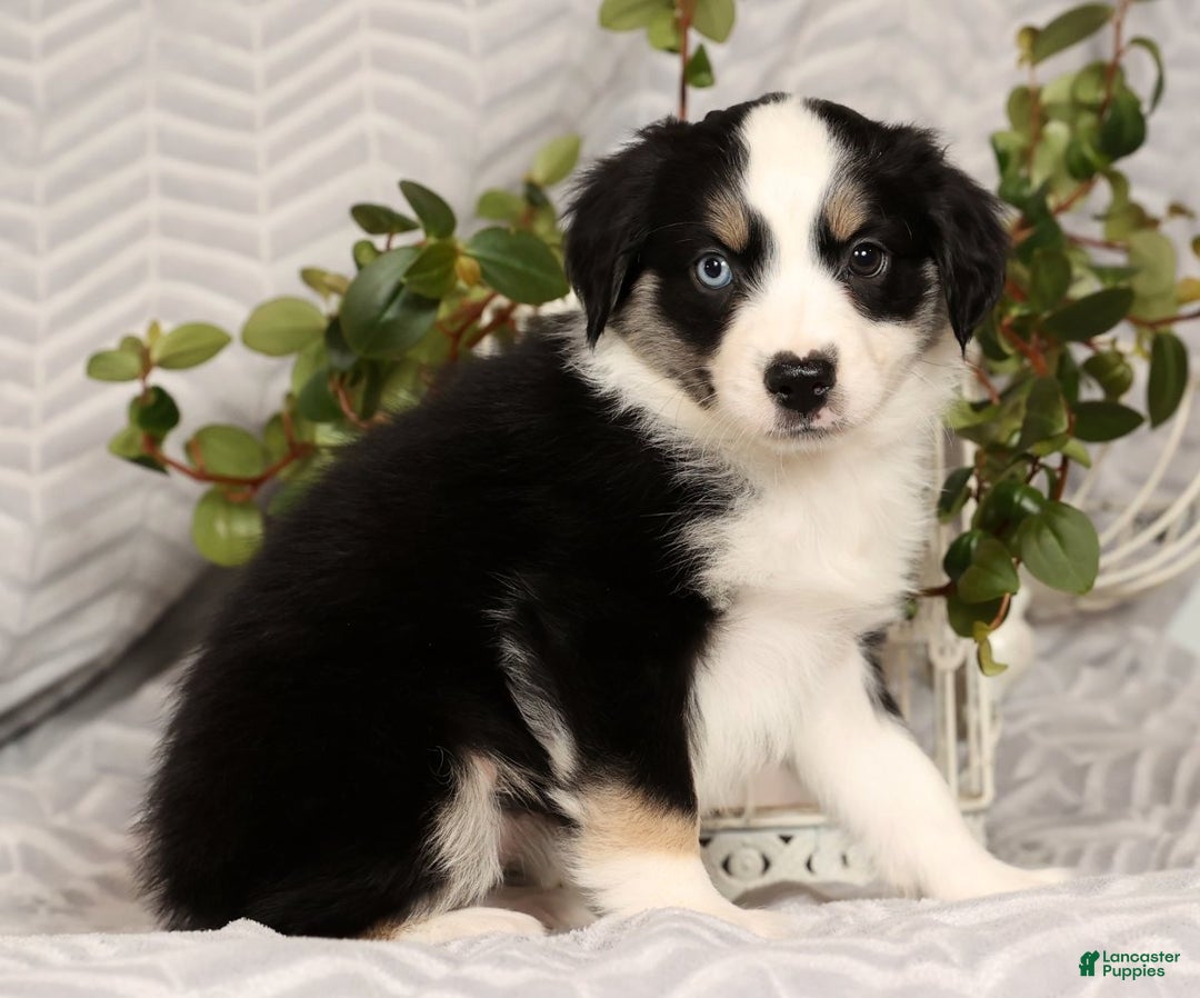 Miniature Australian Shepherd dogs for sale: Jenny - Ad 5