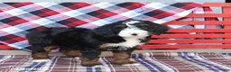 Mini Bernedoodle dogs for sale: Gabby - Ad 3