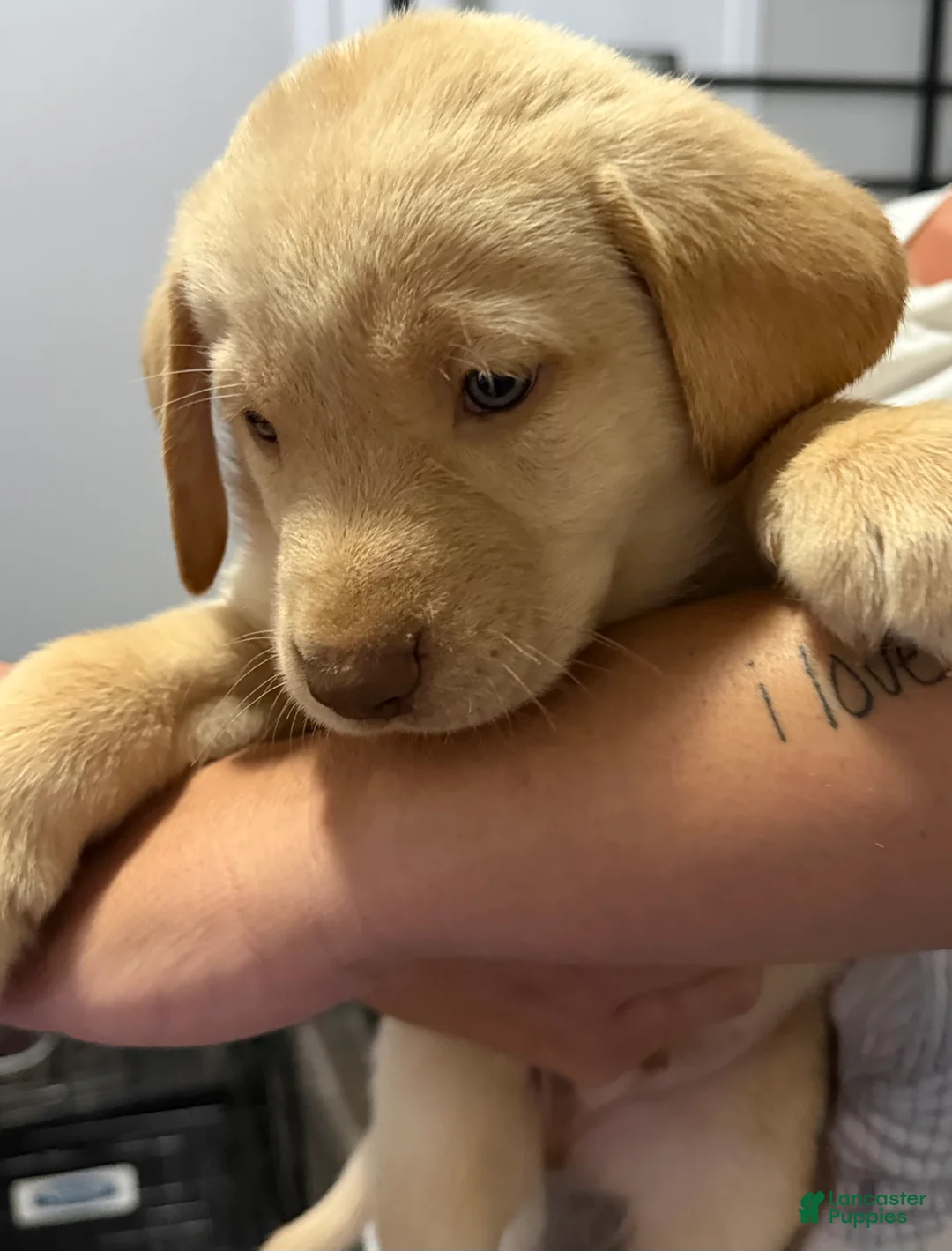 Labrador Retriever dogs for sale: Lab Puppy 7 - Green Collar - Ad 1