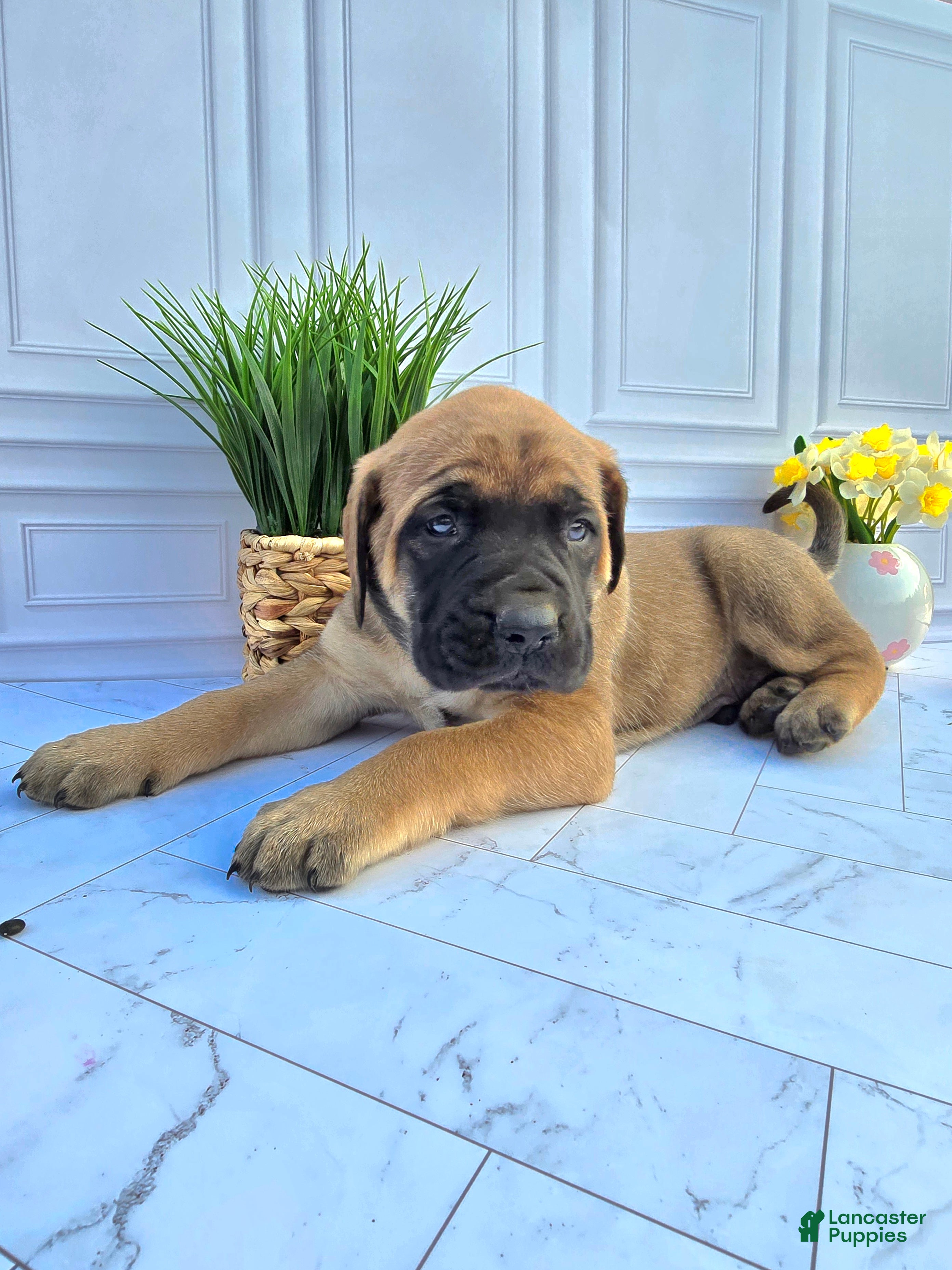 English Mastiff dogs English Mastiff Puppy 4 - Ad 1