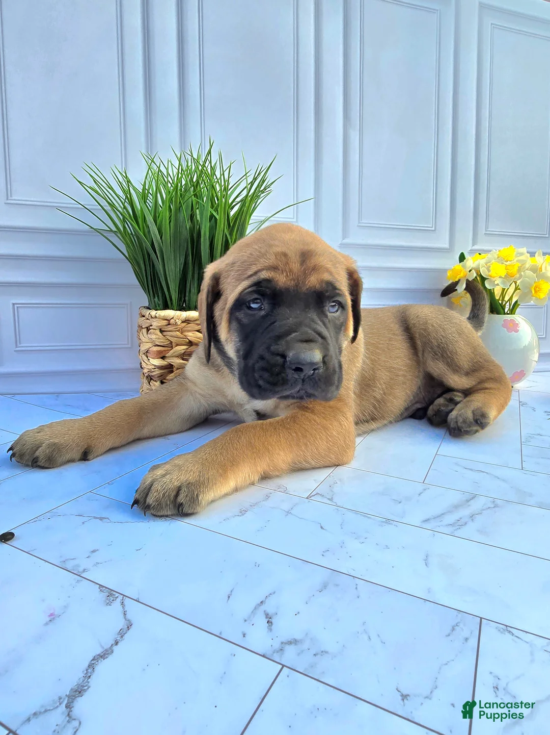 English Mastiff dogs for sale: English Mastiff Puppy 4 - Ad 1