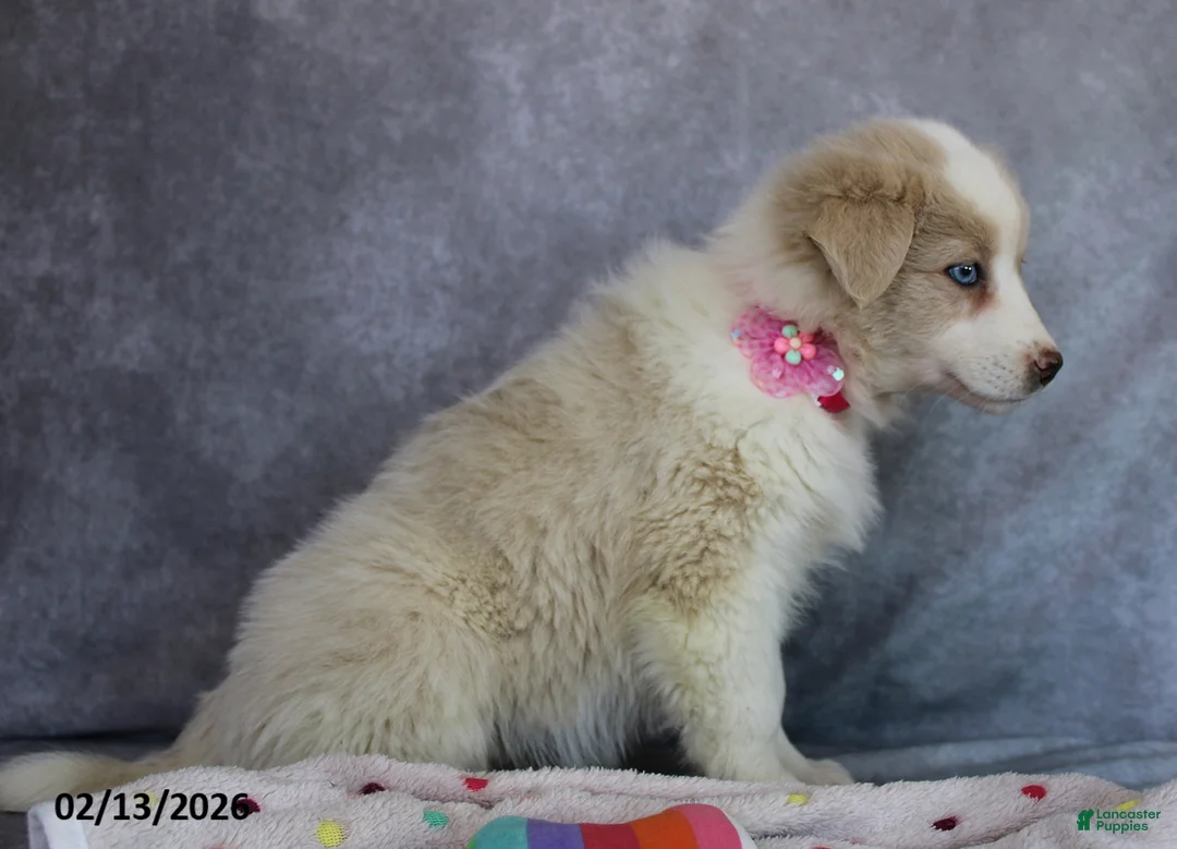 Mixed Breed dogs for sale: Amber - Ad 3