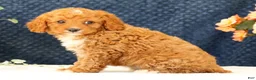 Cavapoo dogs for sale: Allie - Ad 8