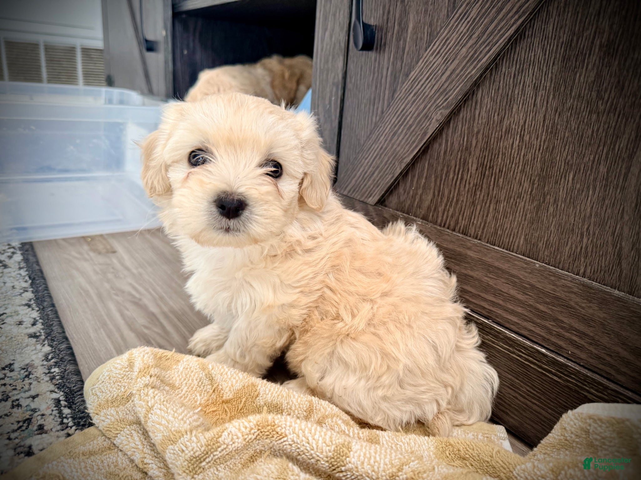 Maltipoo dogs Pommy - Ad 15