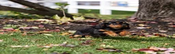 Cavalier King Charles Spaniel dogs for sale: Waldo - Ad 4