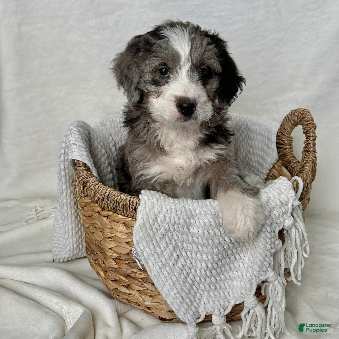 Bernedoodle dogs for sale: Rocky - Ad 1