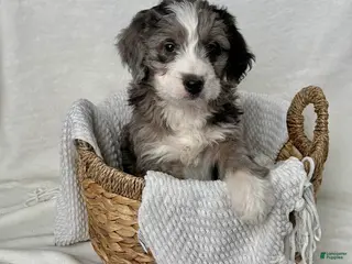 Bernedoodle dogs Rocky - Ad 42