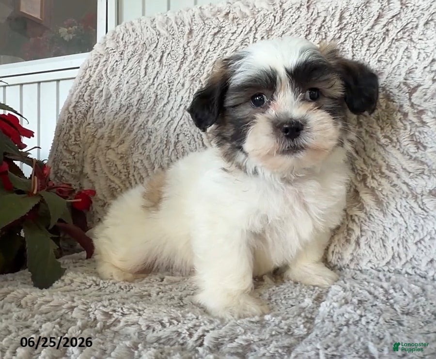 Teddy Bear dogs Otto - Ad 1