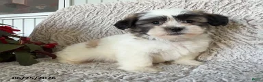 Otto