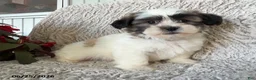 Teddy Bear dogs for sale: Otto - Ad 1