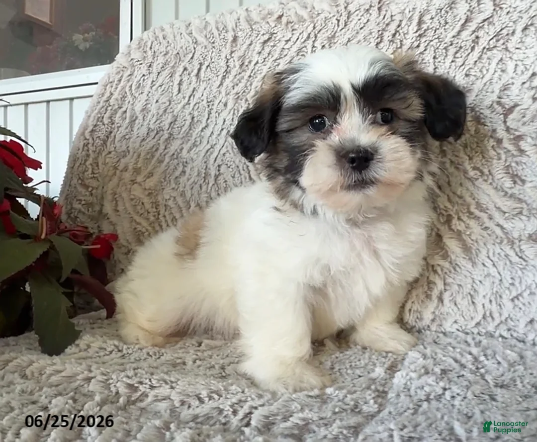 Teddy Bear dogs for sale: Otto - Ad 1