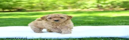 Mini Goldendoodle dogs for sale: Pearl - Ad 3