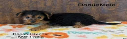 Dorkie dogs for sale: Devon - Ad 1