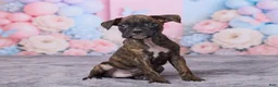 Boxer dogs for sale: Max - Ad 3