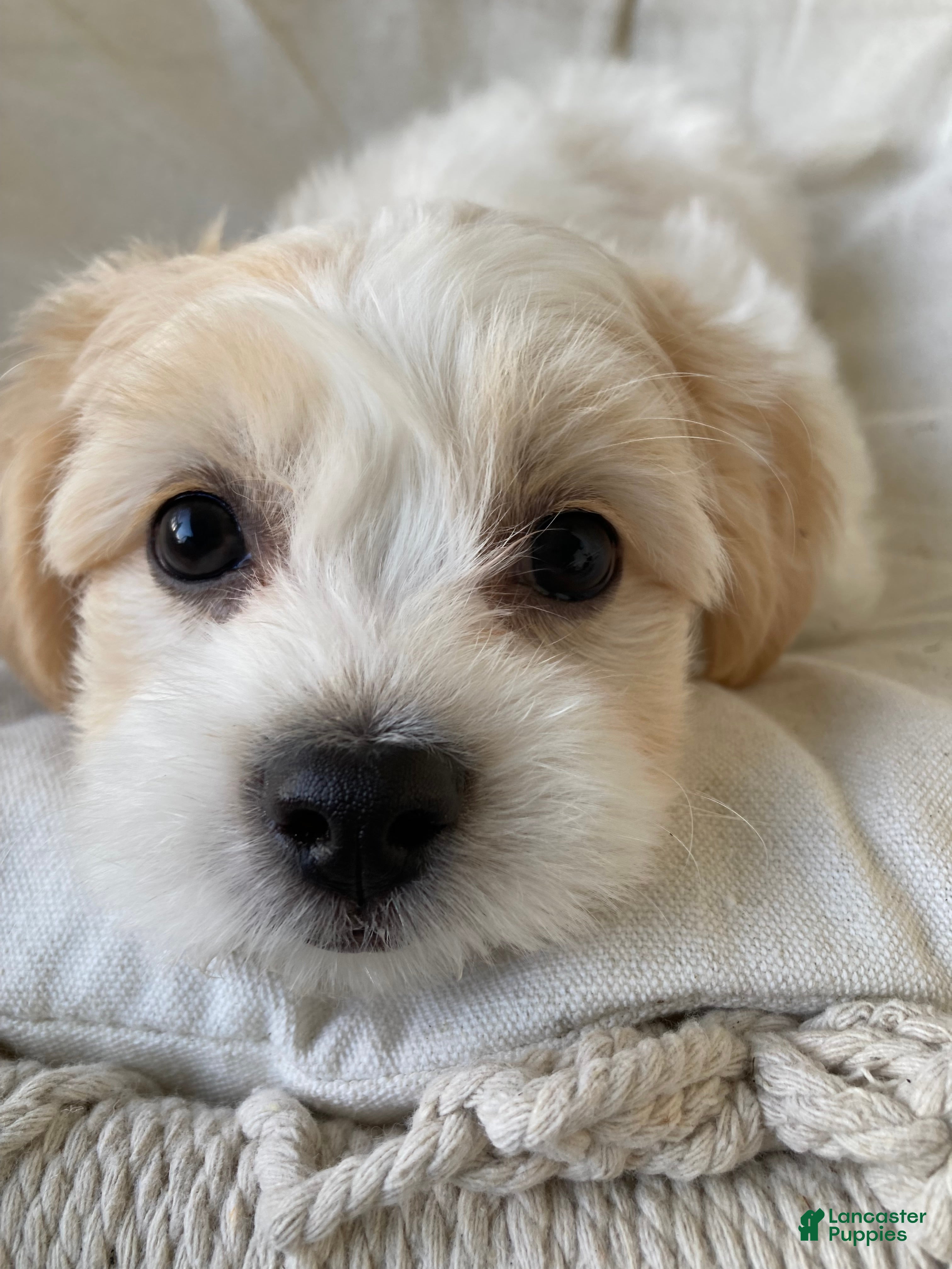 Mixed Breed dogs Carter - Ad 2