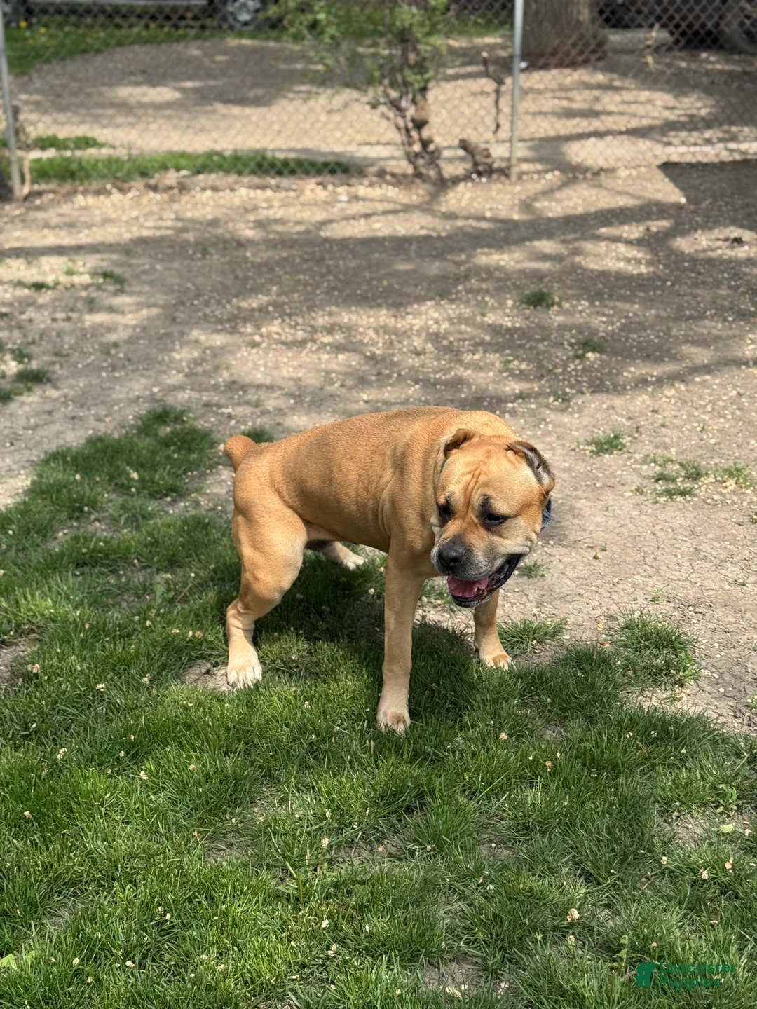 Cane Corso dogs for sale: Cane Corso Puppy 1 - Ad 2