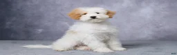 Mini Bernedoodle dogs for sale: Candy - Ad 3