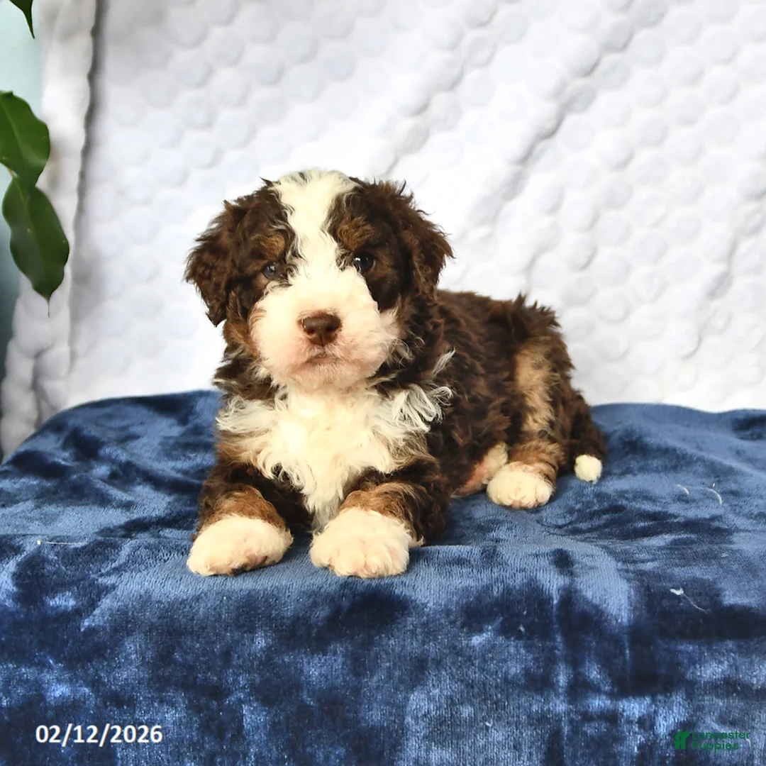 Mini Bernedoodle dogs for sale: Chloe - Ad 1