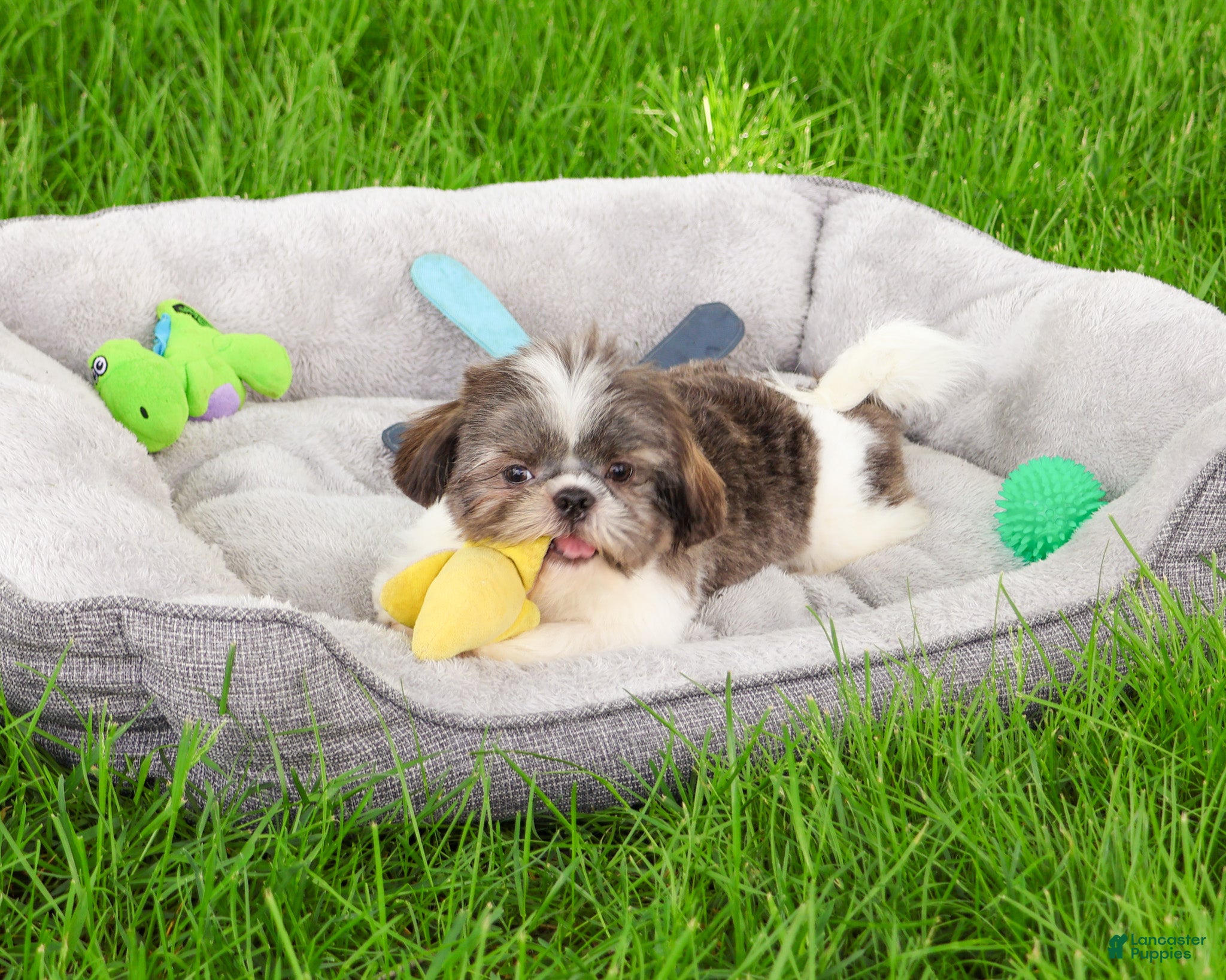 Shih Tzu dogs for sale: Aztec - Ad 2